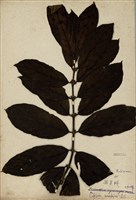 藏品(咖啡樹)的圖片